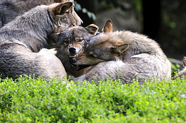 Eastern timber wolf timberwolves in a pack with typical pack behavior rank order aggression Animals