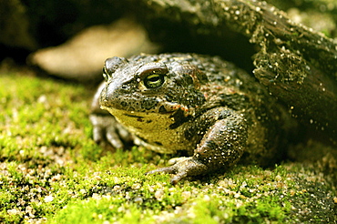 common toad toad in humid hiding place summer Animals