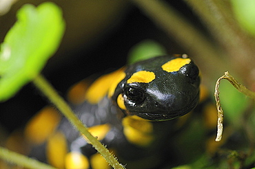 fire salamander portrait fire salamander in a moist hideout summer Germany Animals