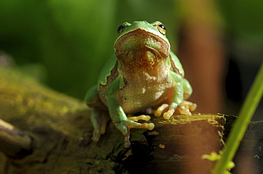 European green tree frog or European tree frog tree frog on the hunt for insects in summer Animals