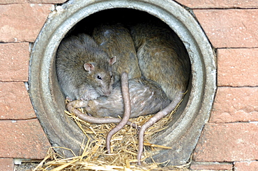 Norway rat or brown rat rats in the sewer pipe in human environment Environment