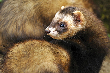 European polecat portrait polecat in spring Germany Animals