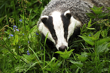 Eurasian badger portrait badger searching for food in meadow spring Animals Food