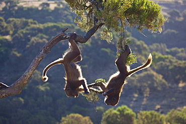 gelada baboon two young baboons hanging headfirst from branch feeding playing Simien Mountains National Park Ethiopia Africa Animals