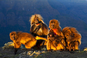 gelada baboon group of baboons male females young Simien Mountains National Park Ethiopia Africa Animals