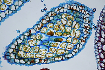 section laurel bright field microscopy