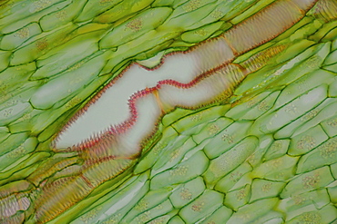 section root horseradish bright field microscopy