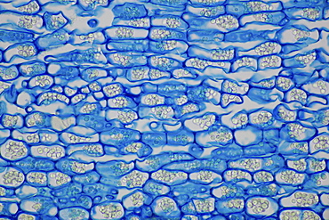 section root horseradish bright field microscopy