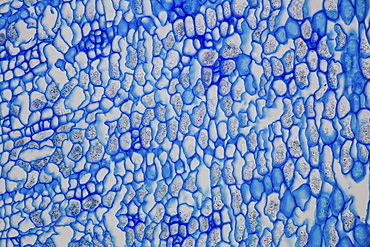 section root horseradish bright field microscopy