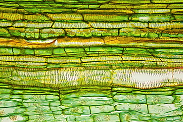 section root horseradish bright field microscopy