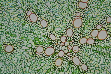 section root horseradish bright field microscopy