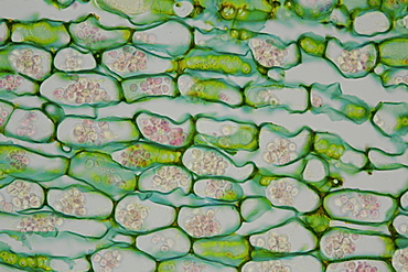 section root horseradish bright field microscopy