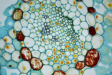 Japanese umbrella-pine or koyamaki section bright field microscopy