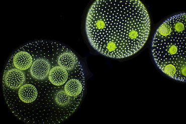 globular alga volvox dark field microscopy