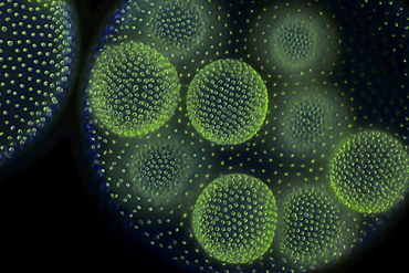 globular alga volvox dark field microscopy