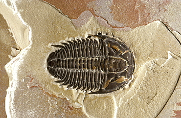 trilobites trilobite fossil Utah USA