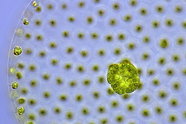 globular alga volvox differential interference contrast microscopy DIC