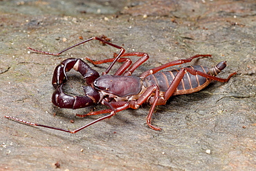 whip scorpion whip scorpion on stone portrait