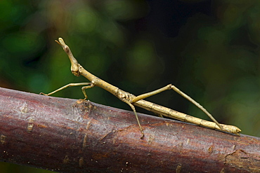 horsehead grasshopper horsehead grasshopper sitting on branch portrait