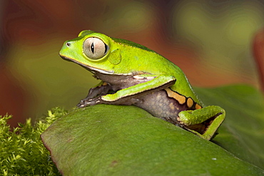 white lined leaf frog white lined leaf frog sitting on leaf portrait