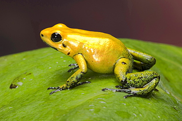 black-legged poison frog black-legged poison frog sitting on leaf portrait