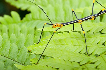 Peruvian stick bug female Peruvian stick bug on fern leaf portrait