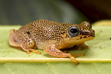 spotted reed frog spotted reed frog sitting on leaf portrait