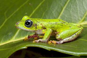 sedge frog reed frog reed frog sitting on leaf portrait