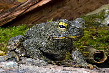 hill toad Asien giant toad Asien giant toad sitting on stone portrait