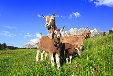 domestic goat domestic goats with young on meadow portrait background with mountains