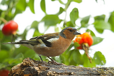 chaffinch male chaffinch portrait summer