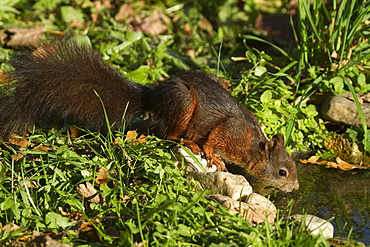 red squirrel red squirrel sitting drinking beside garden pond portrait