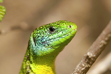 emerald lizard lizard portrait Kaiserstuhl Germany