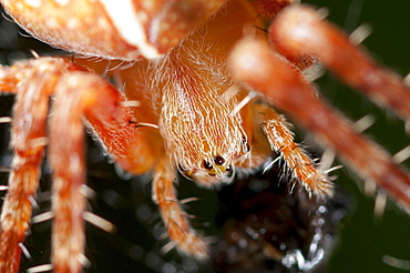 European garden spider or diadem spider