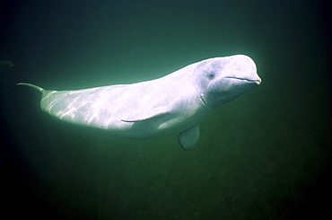 white whale or beluga