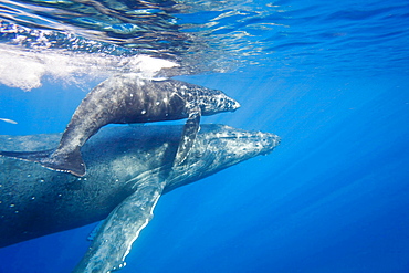 humpback whale A mother and calf surface off the island of Maui Hawaii