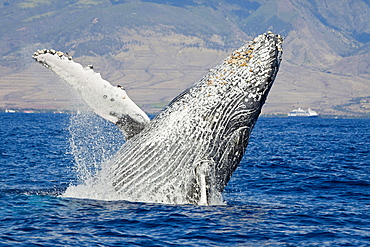 humpback whale breaching whale in front of Lahaina Maui Hawaii