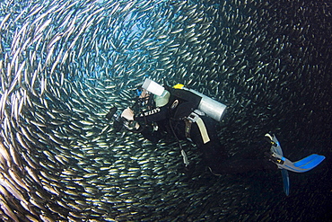 black-striped salema A diver photographer passes through a school of salema endemic Galapagos Islands Equador