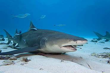 striped remora or live sharksucker remora cleaning scraps from inside the mouth of a lemon shark Negaprion brevirostris resting on the bottom is a strong current Thought to be a parasite this is one of the first images showing a benefit for the shark in this relationship West End Grand Bahamas Atlantic Ocean