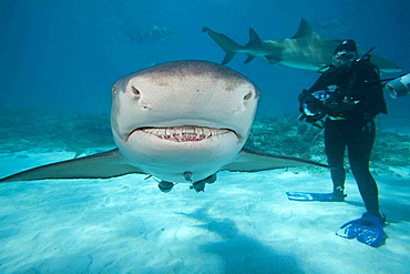 lemon shark A photographer diver looks on at this shark underwater with remoras West End Grand Bahamas Atlantic Ocean