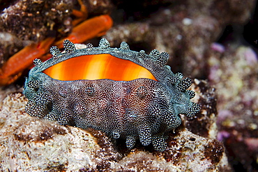 mole cowry cowry with mantle partially covering the shell at night underwater Hawaii