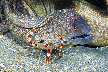 banded coral shrimp a banded boxer shrimp checks closely on this yellowmargin moray eel Gymnothorax flavimarginatus for parasites Hawaii