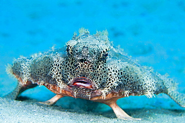 Polka-dot batfish portrait spotted batfish underwater