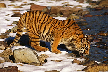 Siberian tiger standing drinking by edge of river