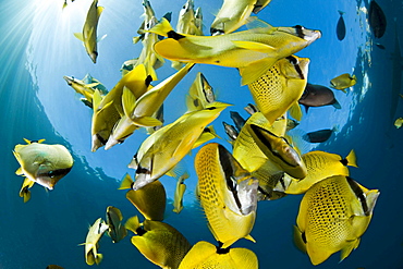 millet butterflyfish schooling butterflyfish underwater Hawaii