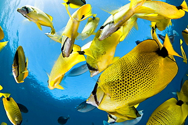 millet butterflyfish schooling butterflyfish underwater Hawaii