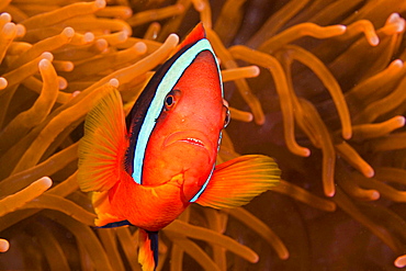 cinnamon clownfish or fire clownfish anemonefish sticking close to it's host anemone underwater Philippines Asia