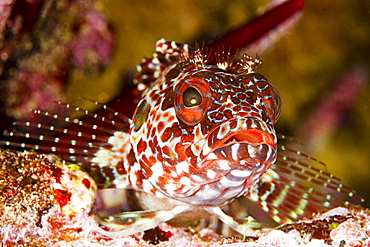 Bravo clinid blenny endemic underwater Galapagos Islands Ecuador