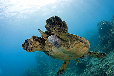 green turtle or green sea turtle This green sea turtle Chelonia mydas has large fibropapilloma tumours on various parts of it's body Soon the tumours will grow to cover both eyes and limit the turtles ability to locate a food source Hawaii