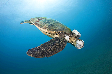 green turtle or green sea turtle This green sea turtle Chelonia mydas has large fibropapilloma tumours covering its head and eyes Soon the tumours will grow to cover both eyes and limit the turtles ability to locate a food source Hawaii